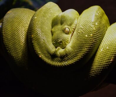 Jak wygląda pierwsza praca jako programista python?