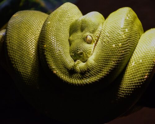 Jak wygląda pierwsza praca jako programista python?